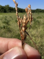 Juncus brachyphyllus