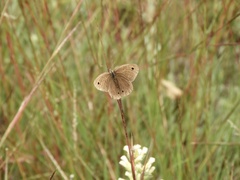 Stegosatyrus periphas