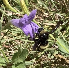 Bombus pensylvanicus