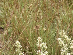 Stegosatyrus periphas