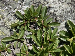 Rhamnus pumila