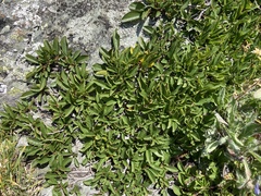 Rhamnus pumila
