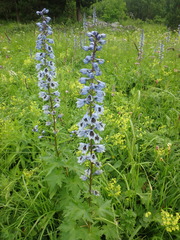 Delphinium speciosum
