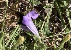 Bombus pensylvanicus