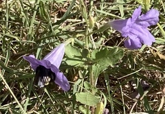 Bombus pensylvanicus