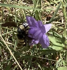 Bombus pensylvanicus