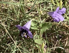 Bombus pensylvanicus