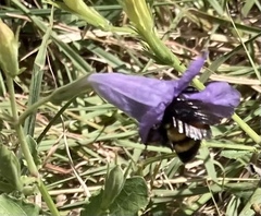 Bombus pensylvanicus