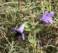 Bombus pensylvanicus