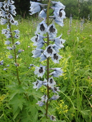 Delphinium speciosum