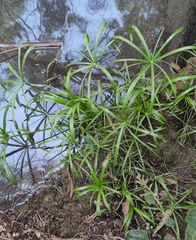 Cyperus alterniflorus