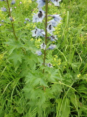 Delphinium speciosum