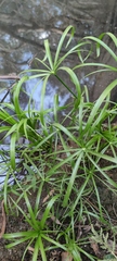 Cyperus alterniflorus