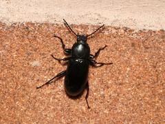 Centronopus calcaratus