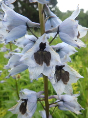 Delphinium speciosum