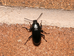 Centronopus calcaratus