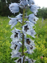 Delphinium speciosum