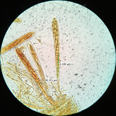 Strossmayeria basitricha