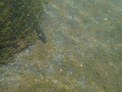 Catostomus rimiculus