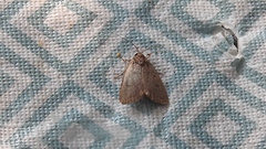 Athetiina