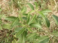 Acalypha communis