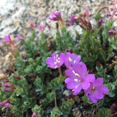 Epilobium obcordatum