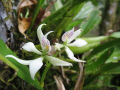 Prosthechea fragrans