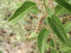 Acalypha communis