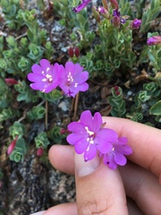 Epilobium obcordatum