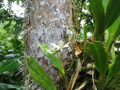 Prosthechea fragrans