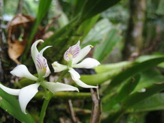 Prosthechea fragrans