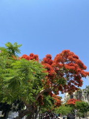 Delonix regia