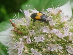 Macrosiagon dimidiata