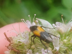 Macrosiagon dimidiata