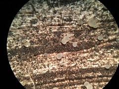 Strossmayeria basitricha