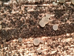 Strossmayeria basitricha