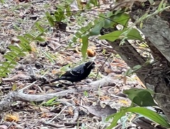 Nigrita canicapillus