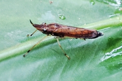 Raphirhinus phosphoreus