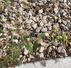 Euphorbia hypericifolia