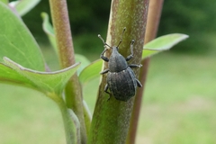 Tropiphorus elevatus