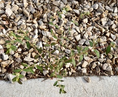 Euphorbia hypericifolia