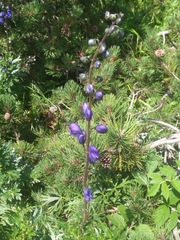 Aconitum plicatum