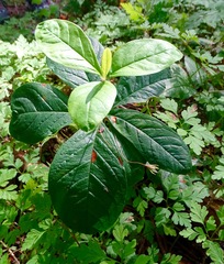 Lysimachia europaea
