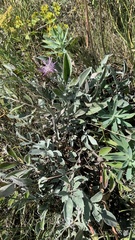 Psephellus marschallianus