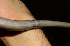 Ophiodes