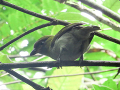 Cyclarhis nigrirostris