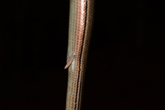 Ophiodes