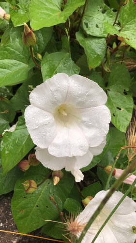 Calystegia image