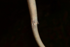 Ophiodes