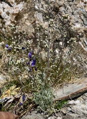 Artemisia genipi